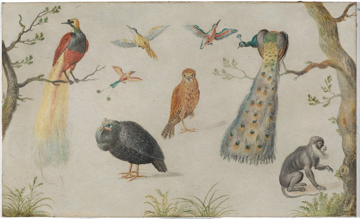 Étude des oiseaux et des singes - Unknown Artist