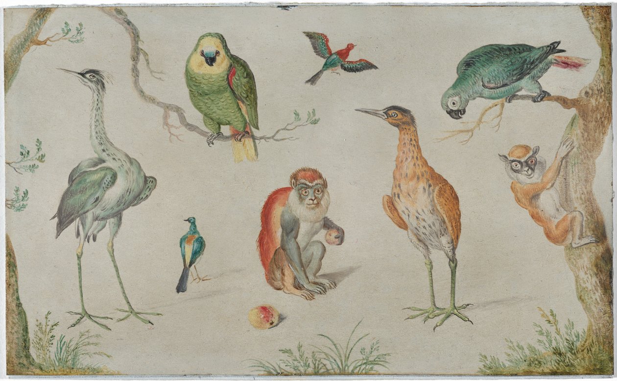 Étude des oiseaux et des singes - Unknown Artist