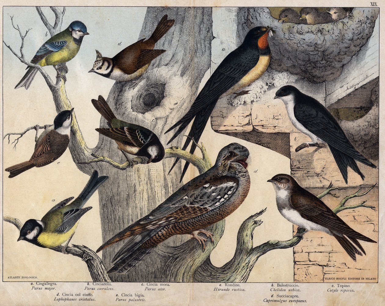 Les 5 oiseaux de gauche : a : Hirondelle (Parus major), b : Mésange bleue (Parus caeruleus), c : Mésange noire (Parus ater), d : Mésange huppée (Lophophanes cristatus), e : Mésange nonnette (Parus palustris) Les 4 oiseaux de droite : a : Hirondelle rustiqu - Unknown artist