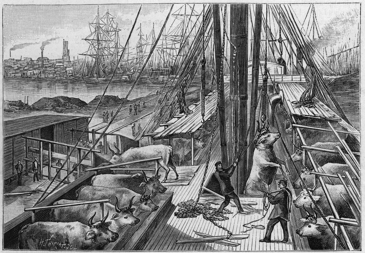 Le vapeur anglais "Bellenden", transportant 90 bœufs d