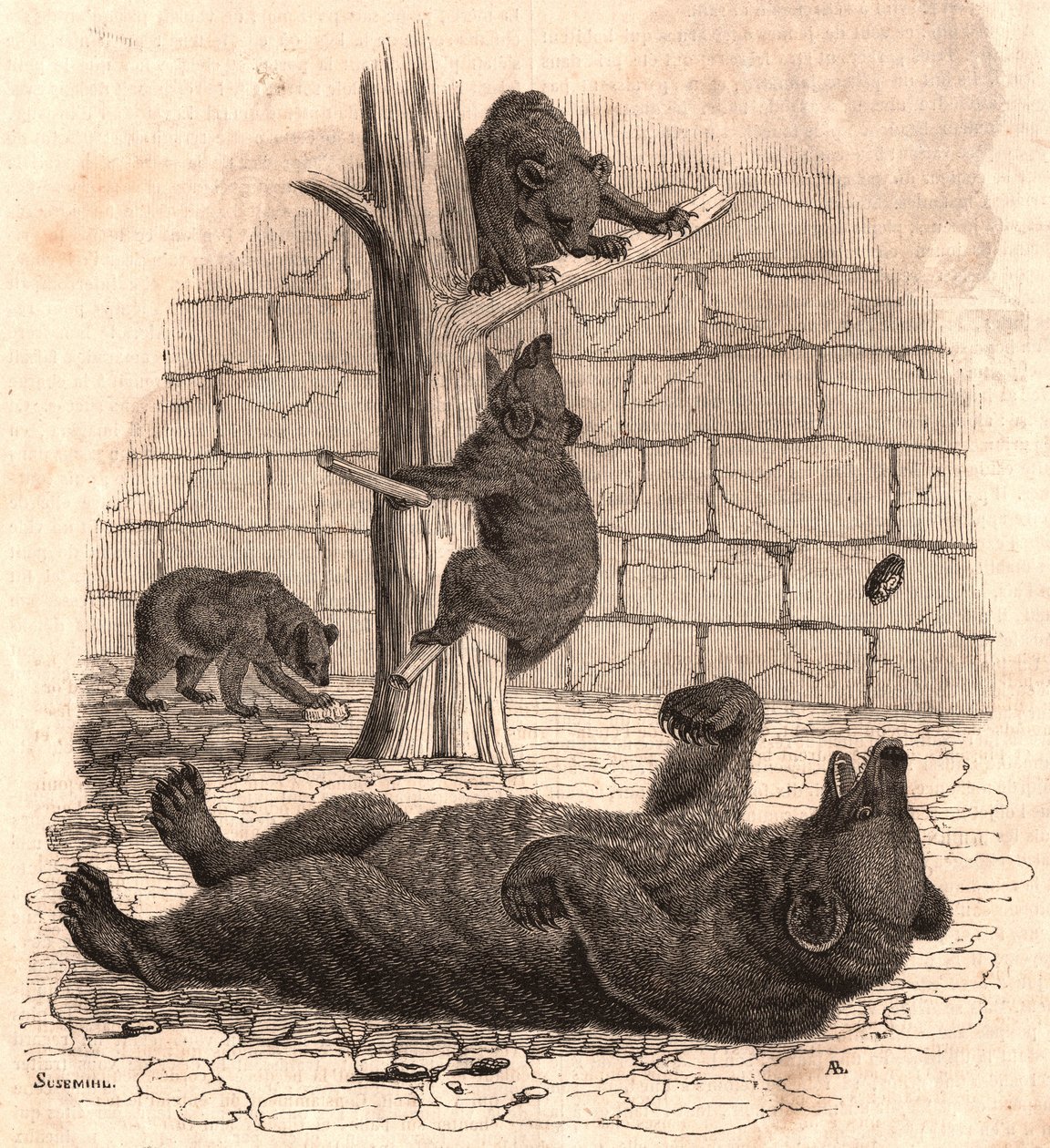 La fosse aux ours du Musée d