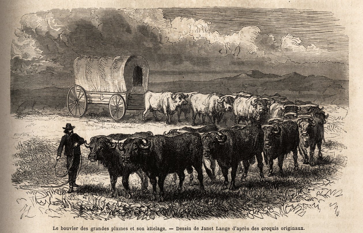 Le grand bœuf des plaines et son attelage. Gravure pour illustrer le voyage au Far West américain, par M. L. Simonin, en 1867, publié dans « Le tour du monde, nouveau journal des voyages » - Unknown artist