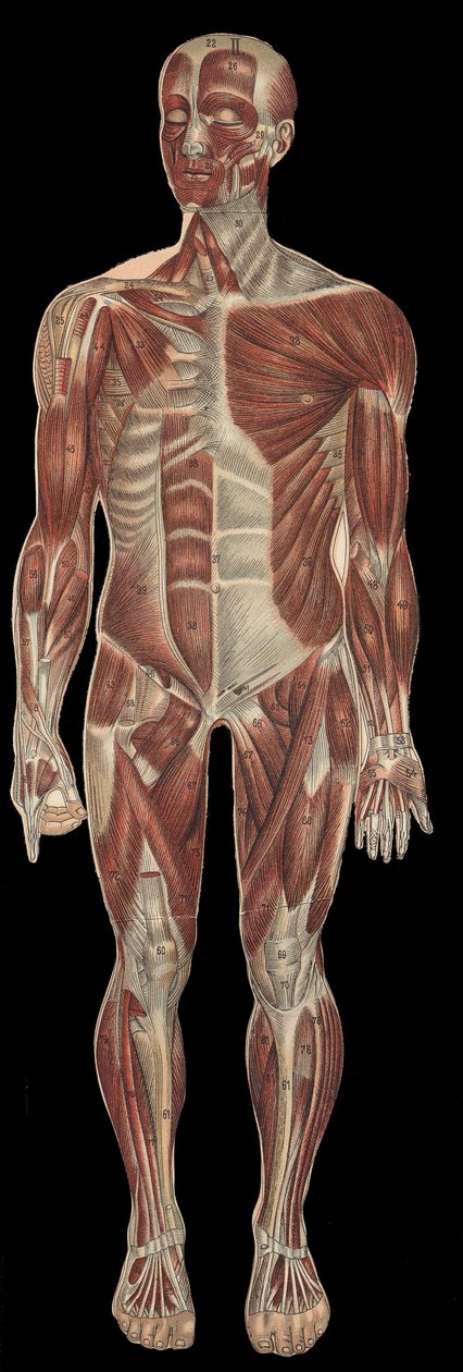 Les muscles de la tête, du tronc et des extrémités sur la partie antérieure du corps. Dans « La nouvelle médication naturelle » de F.E. Bilz, 1898 - Unknown artist