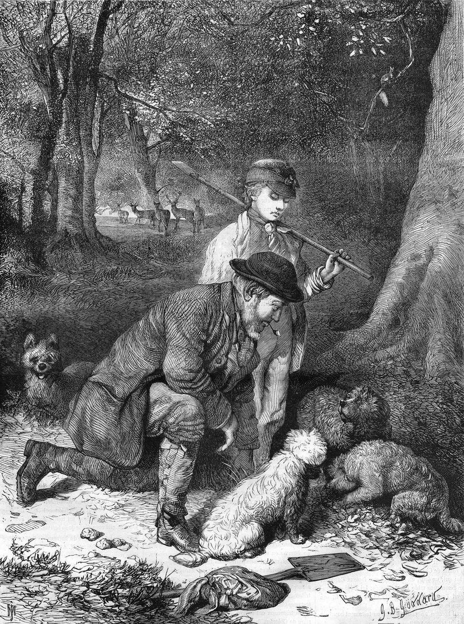 Les truffes. Gravure de 1870. - Unknown artist