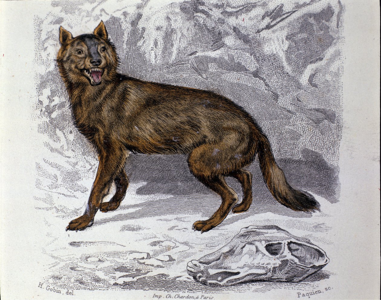 Le loup. Planche tirée d