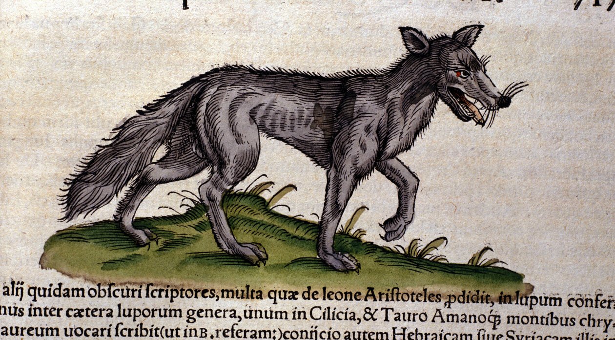 Le loup d