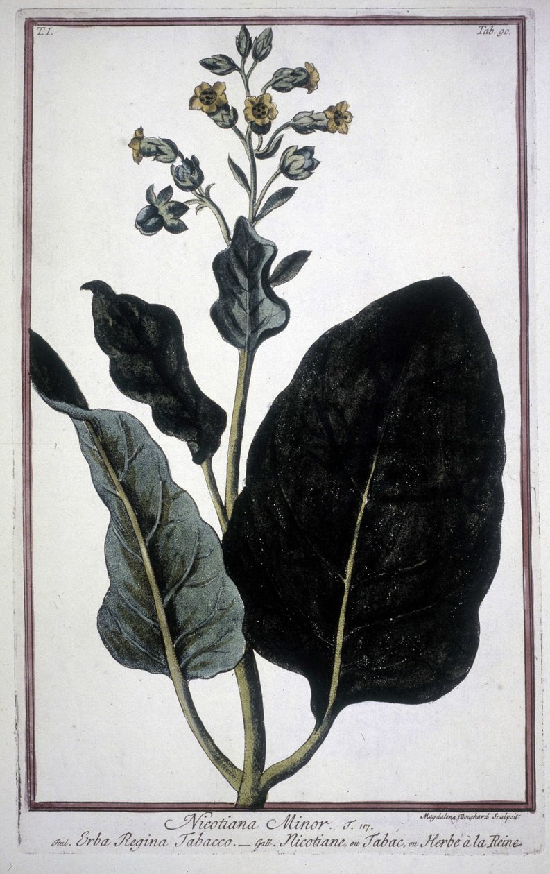 Feuille et fleur de tabac (Nicotiana Minor) dans un herbier du 19ème siècle. - Unknown artist