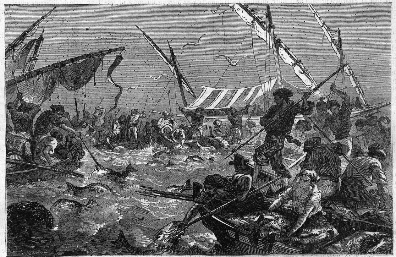 Pêche au thon avec la madrague sur la côte de Provence en France. Gravure dans « L