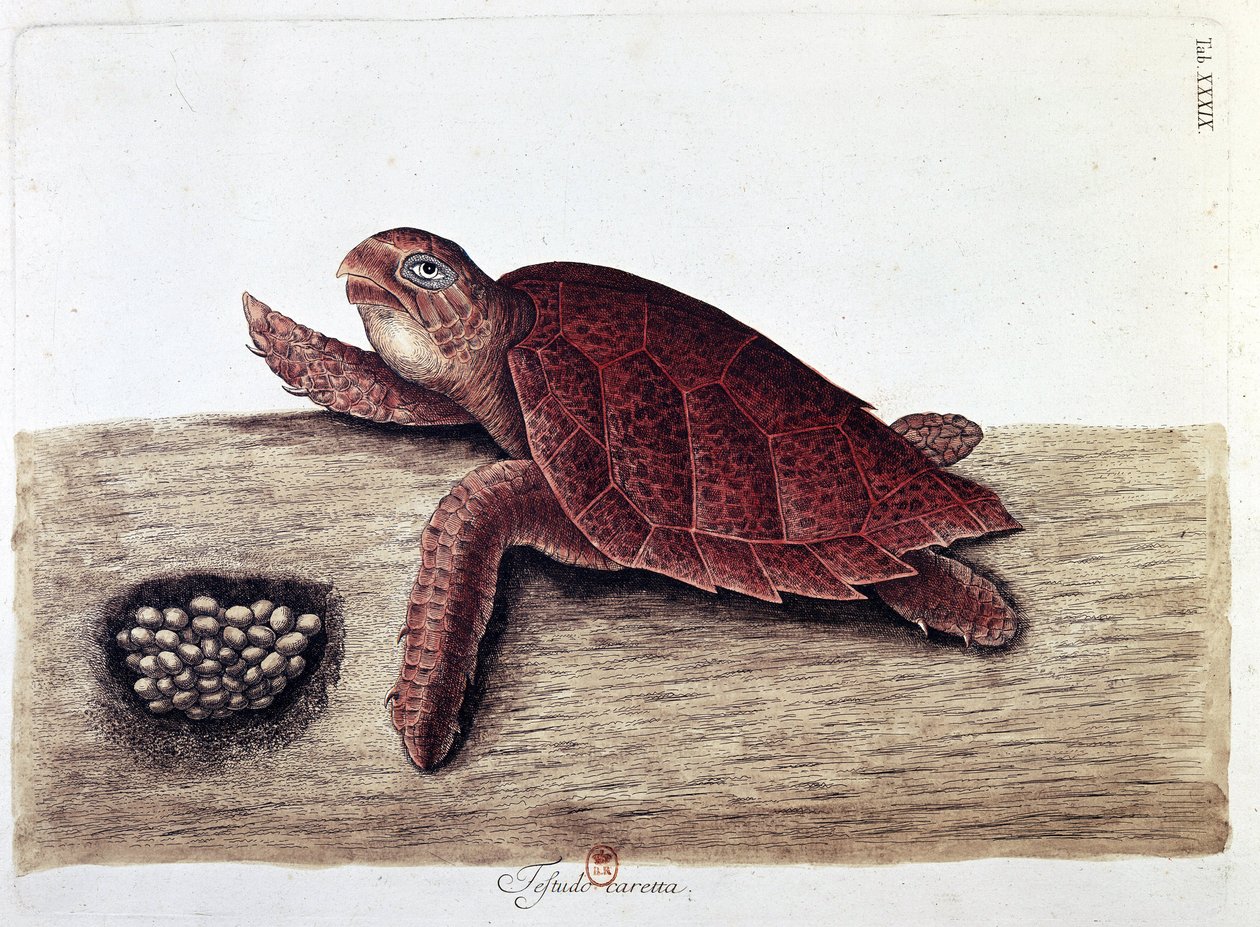 Tortue et ses œufs - planche d