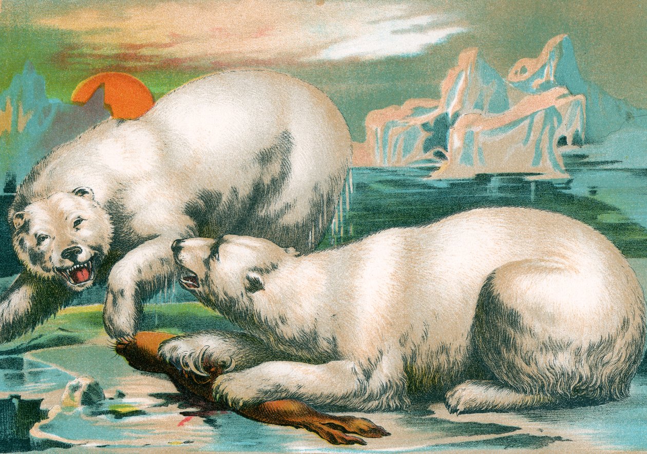 Deux ours polaires se battant pour un phoque - Unknown artist