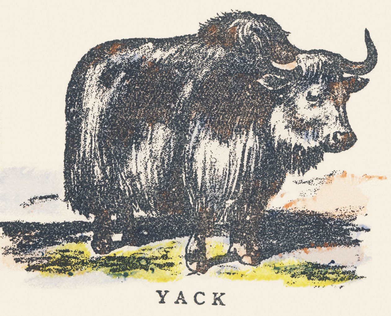Y : yak - Unknown artist