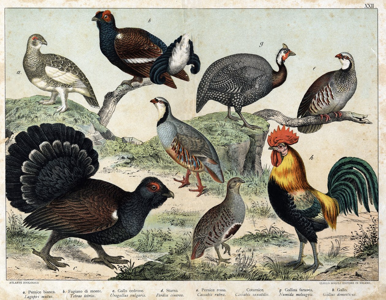 a: Lagopède alpin (Lagopus mutus), b: Tétras lyre (Tetrao tetrix), c: Grand tétras (Urogallus vulgaris), d: Perdrix cendrée (Partrix cinerea), e: Perdrix rouge (caccabis rubra), f: Bartavelle (caccabis saxatis), g: Pintade (Numida meleagris), h: Coq - Unknown artist