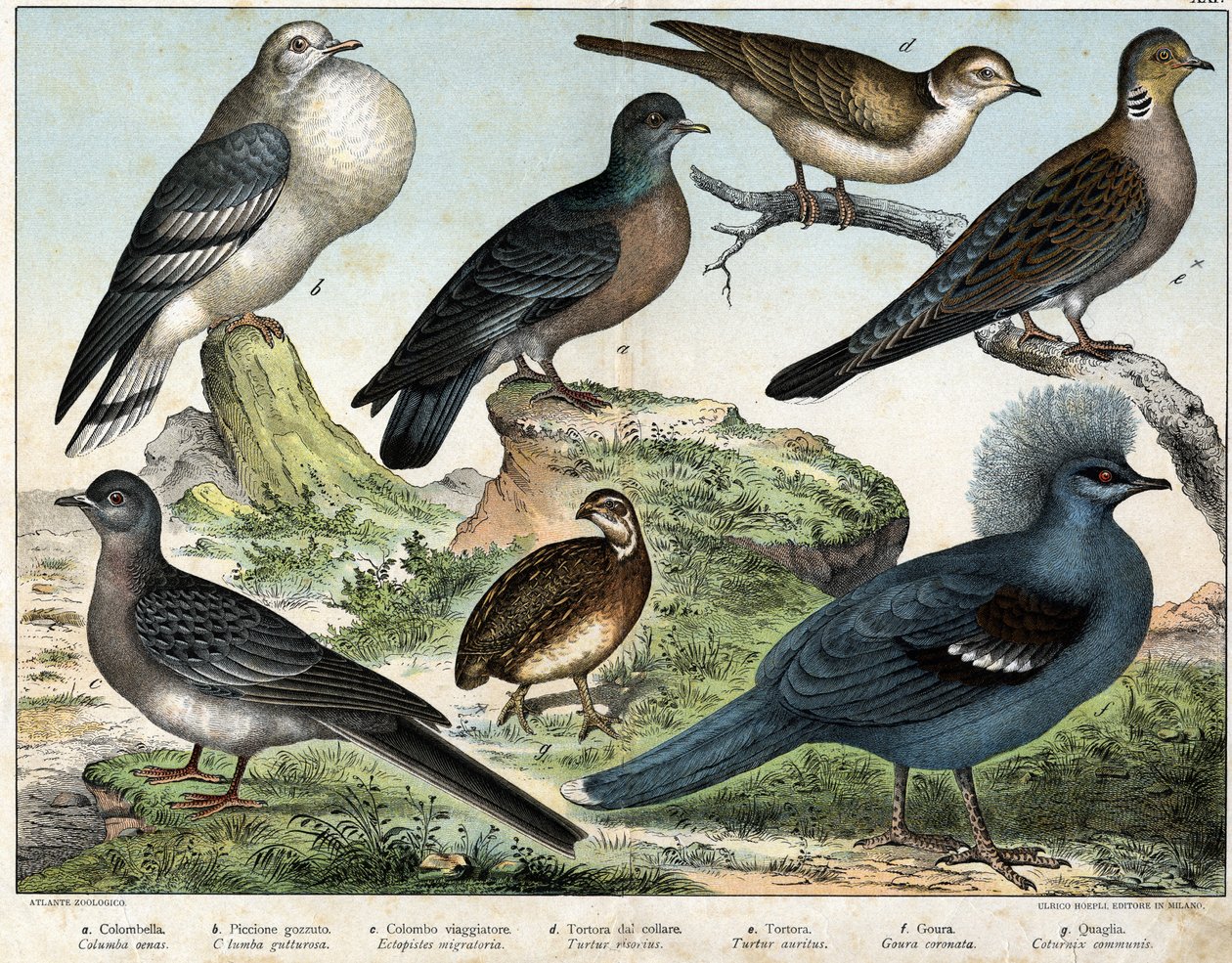 a: Pigeon colombin (Columba oenas), b: Pigeon mongol (Columba gutturosa), c: Pigeon migrateur (Etopistes migratoria), d: Tourterelle turque (Turtur risorius), e: Tourterelle des bois (Turtur auritus), f: Goura (Goura coronata), g: Caille des blés (Coturnix - Unknown artist