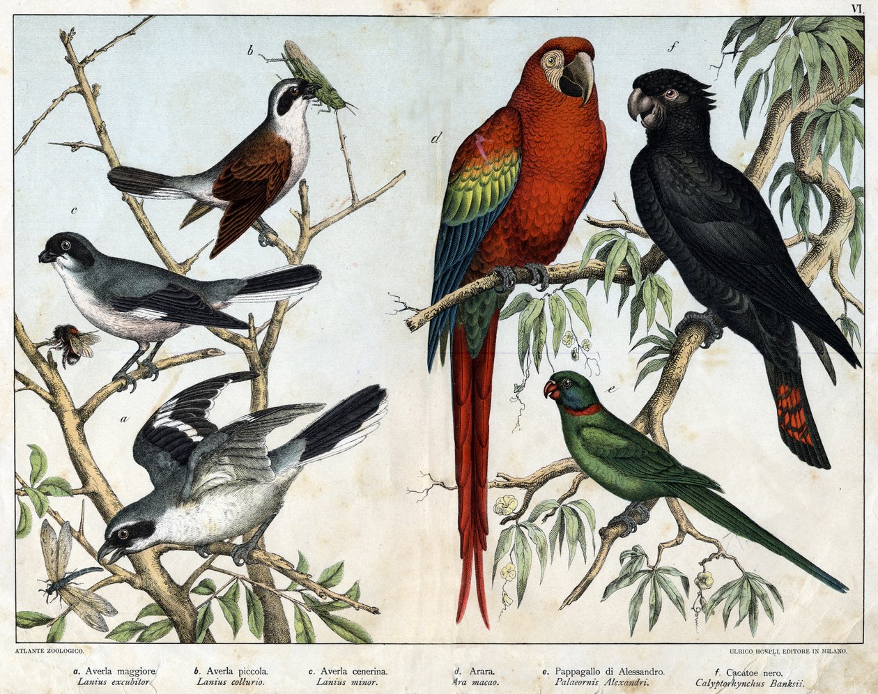 a: Pie-grièche grise (Lanius excubitor), b: Pie-grièche du Nord (Lanius collurio), c: Pie-grièche à poitrine rose (Lanius linor), d: Ara rouge (Ara macao), e: Perroquet d