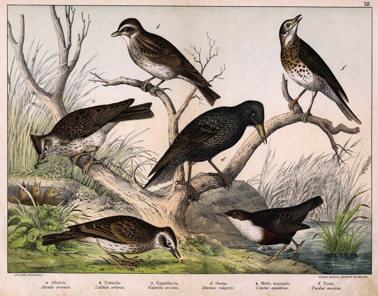 a: Alouette des champs, b: Alouette lulu, c: Cappellaccia, d: Étourneau sansonnet, e: Cincle plongeur, f: Grive musicienne - dans « Histoire naturelle des oiseaux », éd. Hoepli, Milan - Unknown artist