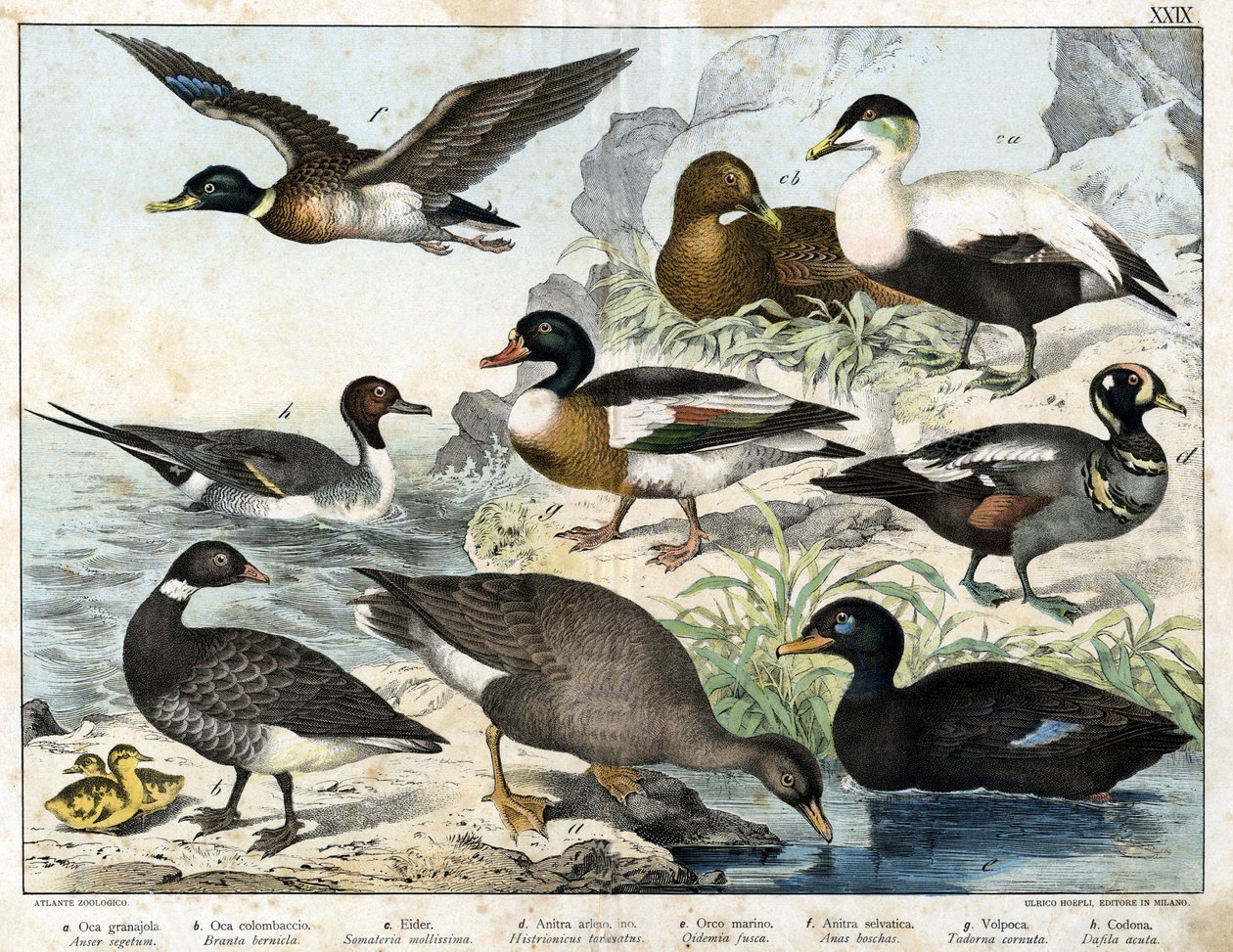 a : Oie des moissons (Asner segetum), b : Bernache cravant (Branta bernicla), c : Eider à duvet (Somateria mollissima), d : Arlequin plongeur (Histrionicus torquatus), e : Macreuse noire (Oidemia fusca), f : Canard colvert (Anas boschas), g : Tadorn de Bel - Unknown artist