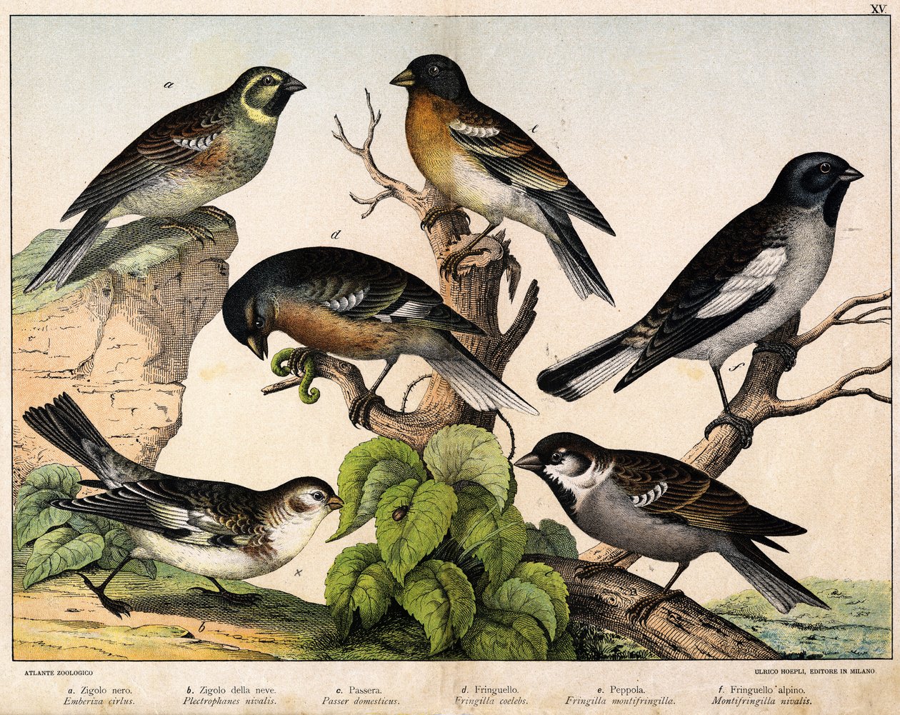 a: Moineau (Emberiza circlus), b: Moineau des neiges (Plectrophanes nivalis), c: Moineau (Pour domesticus), d: Pinson (Fringilla coelebs), e: Pinson du Nord (Fringilla montifringilla), Niverolle (Montifringilla nivalis) - dans "Histoire naturelle des oisea - Unknown artist