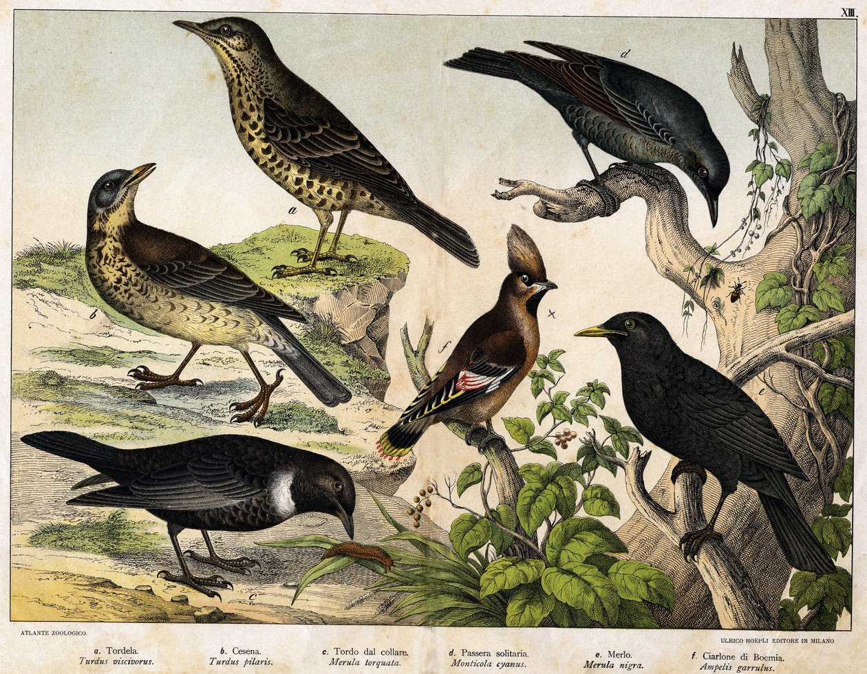 Grive, Merle, Merle bleu, Merle noir, Jaseur de Bohême - dans "Histoire naturelle des oiseaux", éd. Hoepli, Milan - Unknown artist