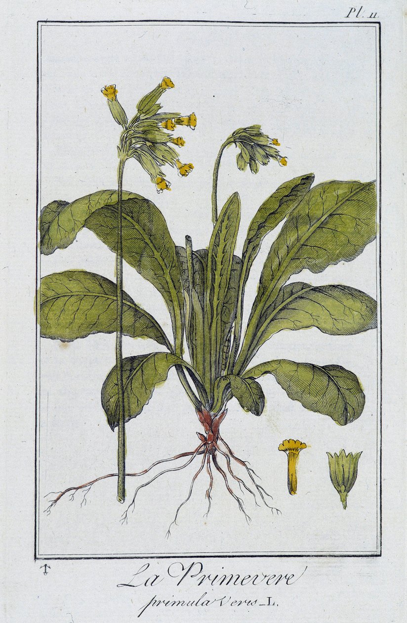 La Primevère (Primula veris) - dans "Exercices de botanique à l