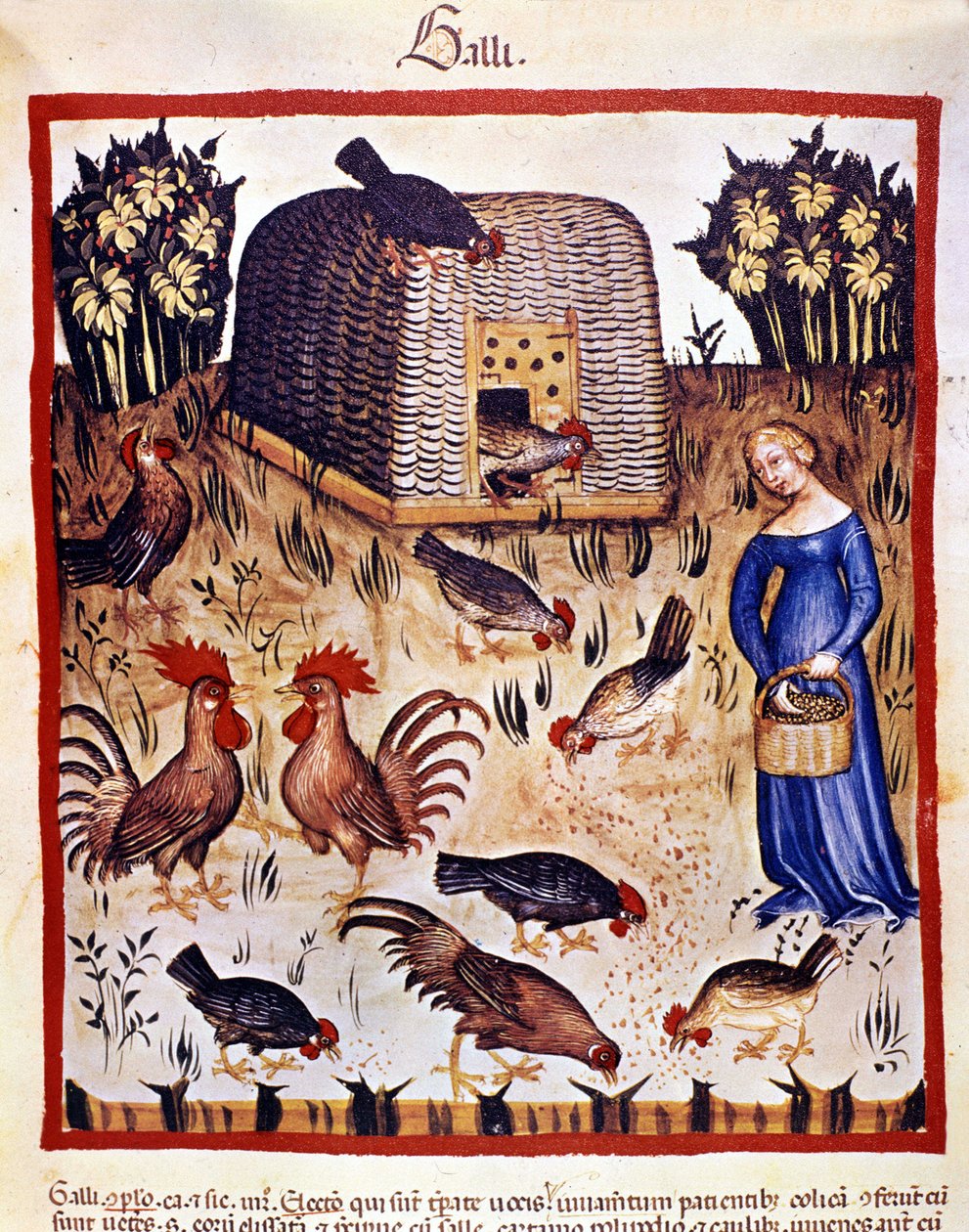 Une jeune femme dans une basse-cour nourrit des poules et des coqs. Enluminure du « Tacuinum sanitatis » - Unknown artist