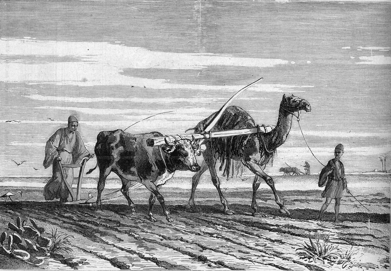 Agriculture en Égypte : une charrue tirée par une vache et un chameau. Gravure dans « Le Monde Illustré » n°1316 du 17 juin 1882. - Unknown artist