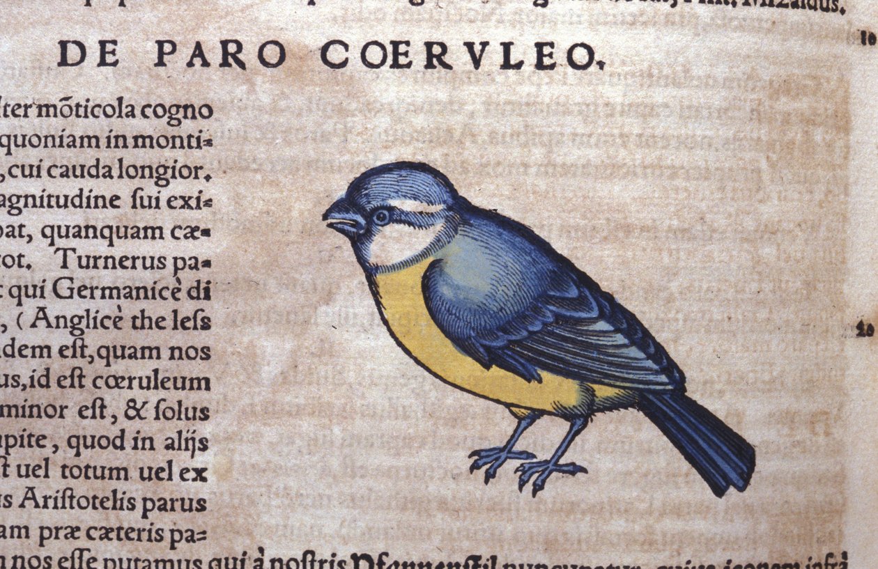 Passereau bleu dans Historia Animalium de Conrad Gesner (1516 - 1565), Tiguri - Unknown artist