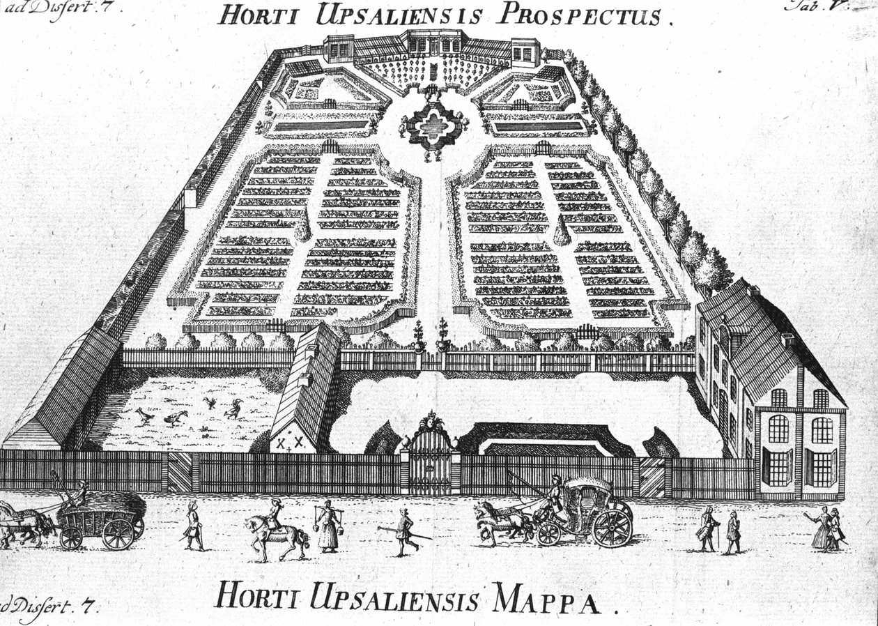 Jardin botanique - HORTI UPSALIENSIS perspective et plan. - Unknown artist