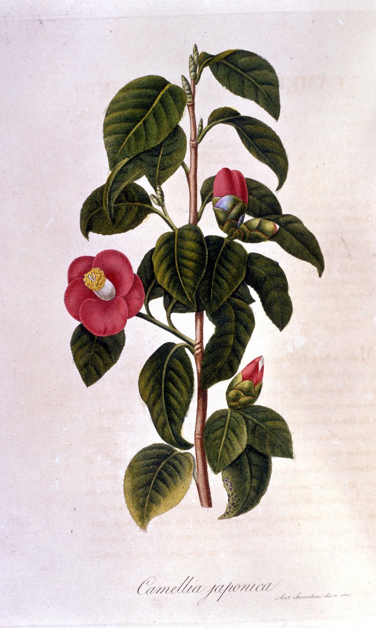 Planche botanique : Camélia du Japon. Gravure du 19ème siècle - Unknown artist