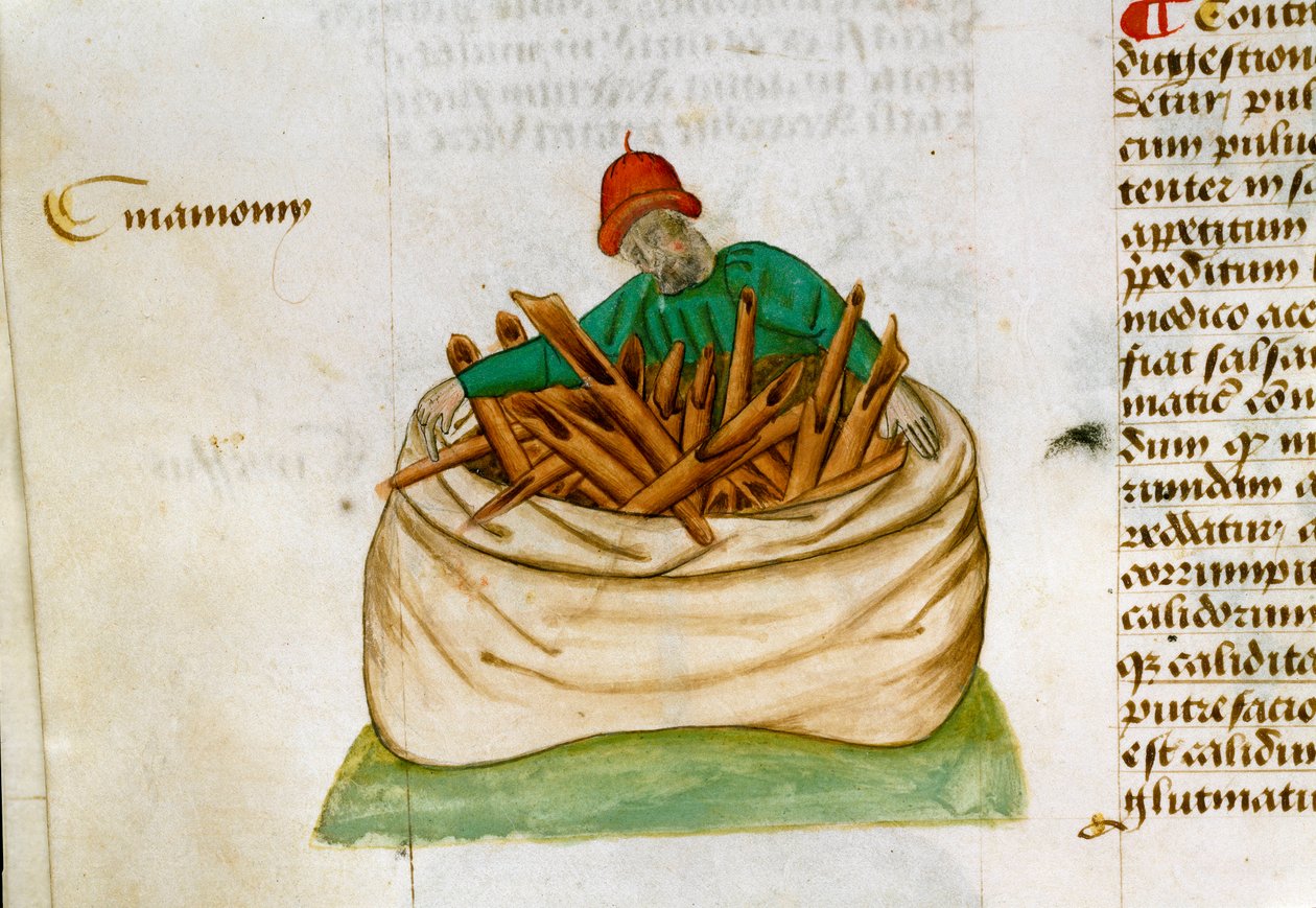 Vendeur de cannelle Description des plantes médicinales et comment les préparer. Page de manuscrit Traité sur les herbes (Tractatus de herbis) par Pedanius Dioscorides (Dioscorides) (40-90 ap. J.-C.) Lat.1152 - Unknown artist