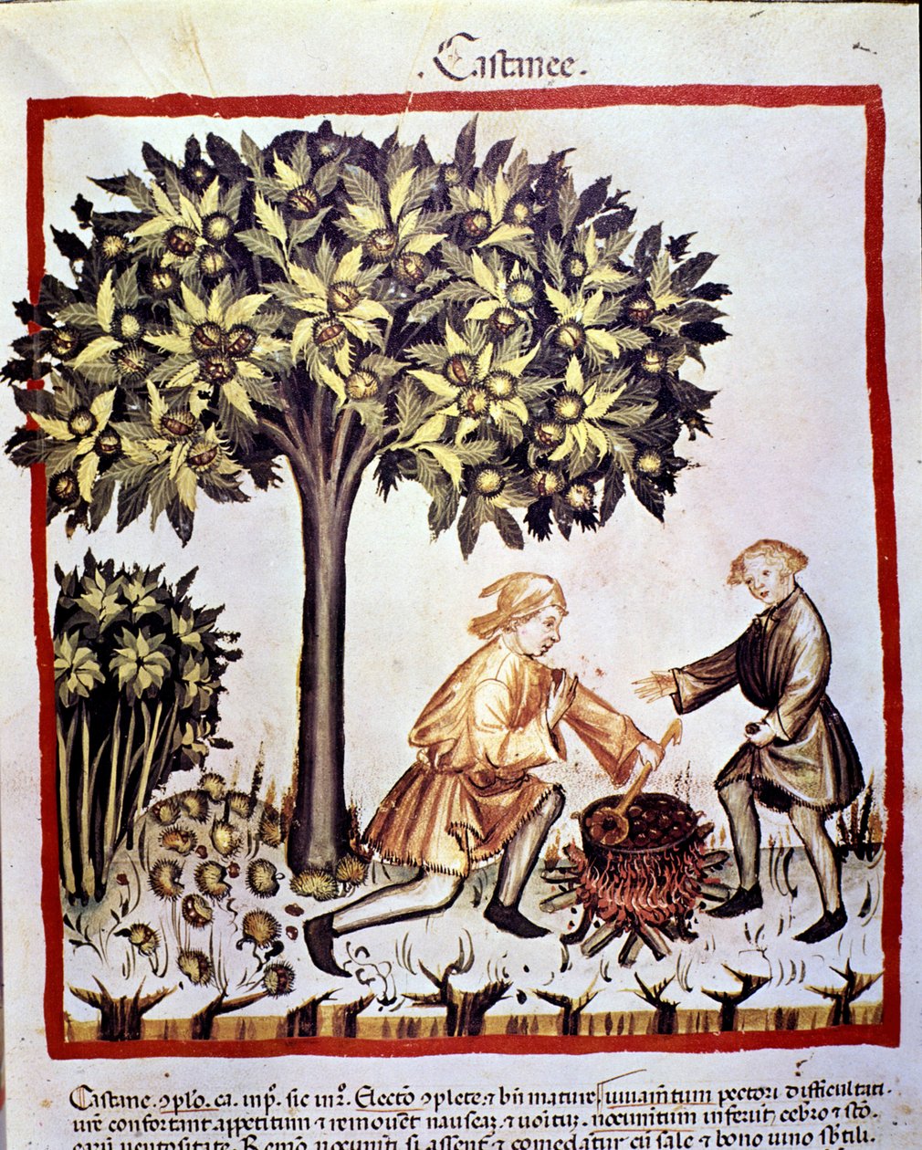 Récolte et préparation des châtaignes en automne. Enluminure du « Tacuinum sanitatis » - Unknown artist