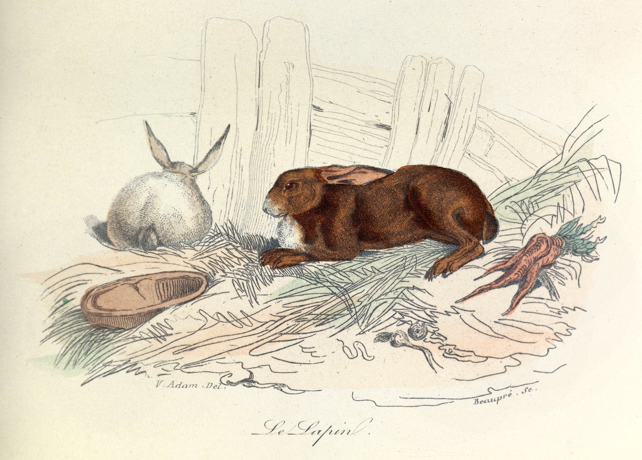 Les "Completes de Buffon" avec la nomenclature de Linné et la classification de Cuvier : Les animaux : Le lapin (gravure) - Unknown artist
