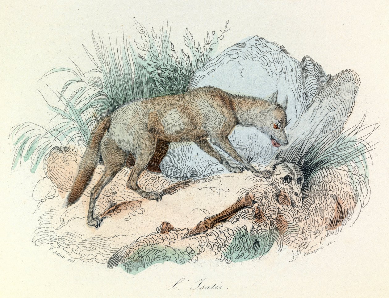 Les "Completes de Buffon" avec la nomenclature de Linné et la classification de Cuvier : Les animaux : Le fox arctic (gravure) - Unknown artist