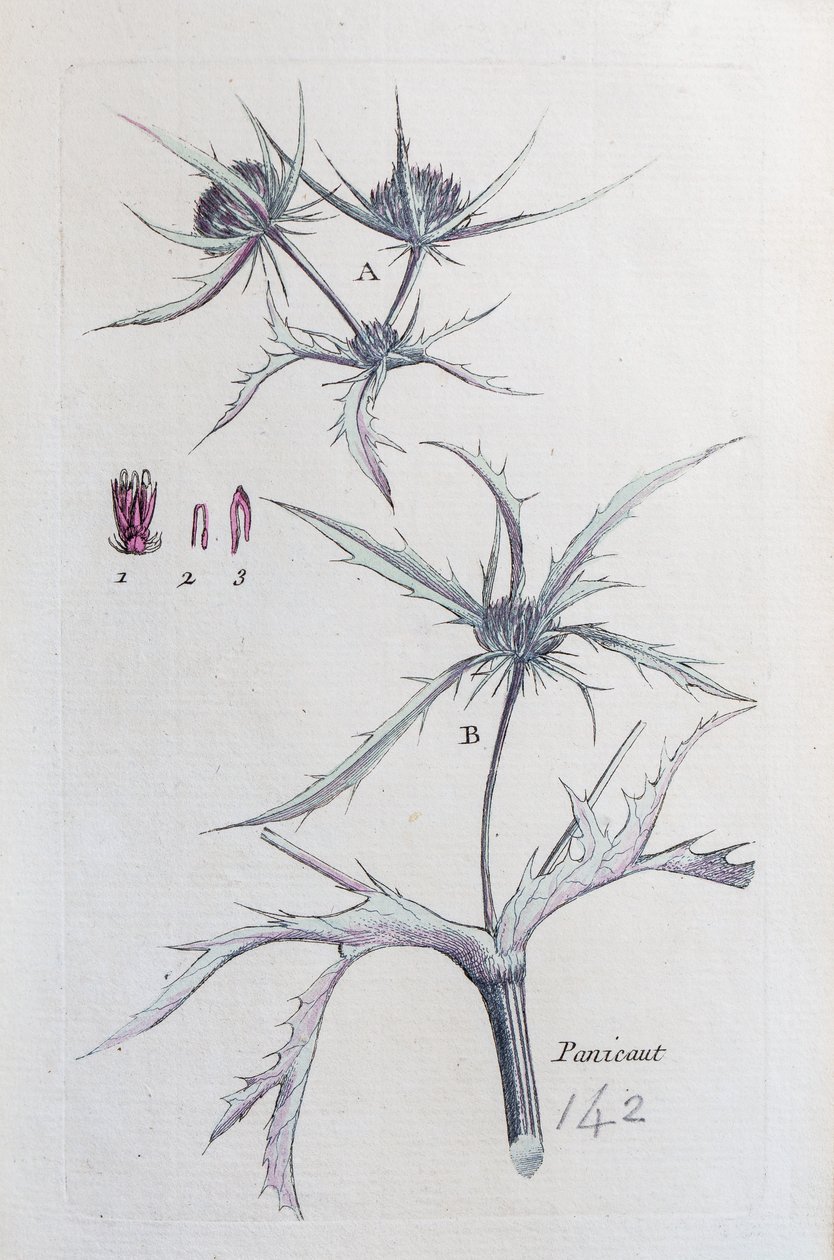Pays Panicaut - Unknown artist
