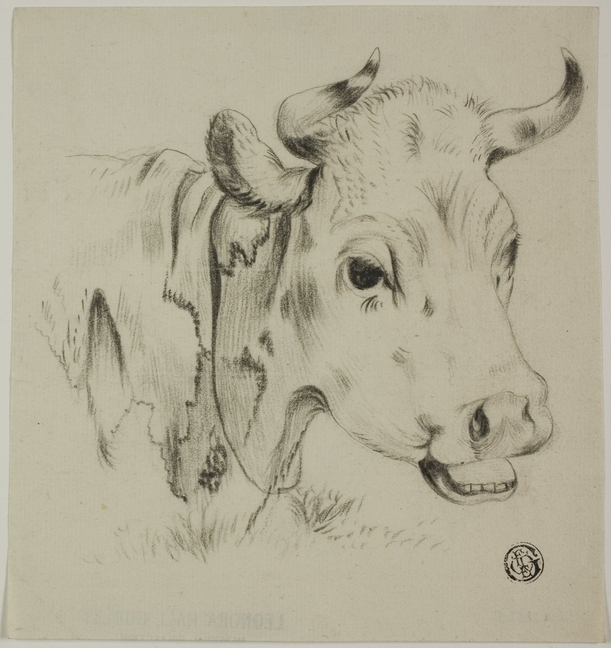 Tête de vache - Unknown artist