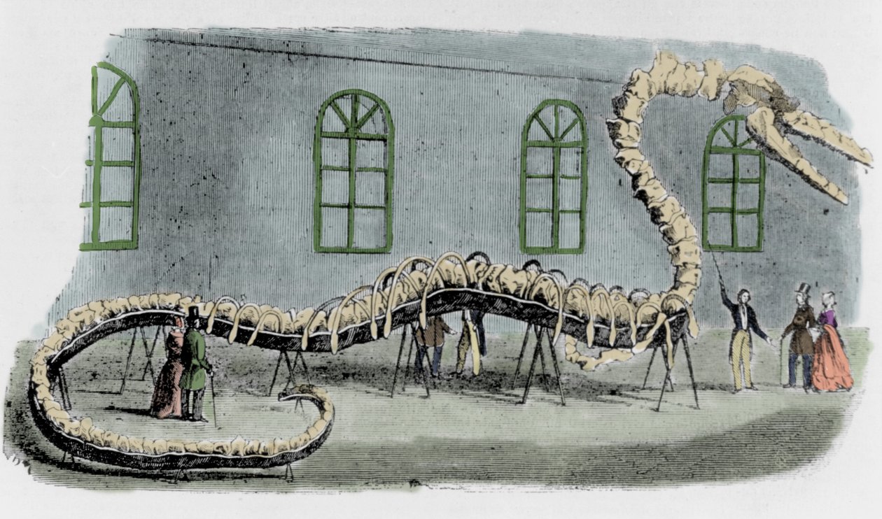 Faux serpent de mer du Dr. Albert C. Koch. Le squelette était monté avec des os de divers animaux. Le serpent était nommé « Hydrarcus Silimanni ». Il a été exposé à New York avec grand succès en 1845. Lorsque la fraude a été découverte, Koch s