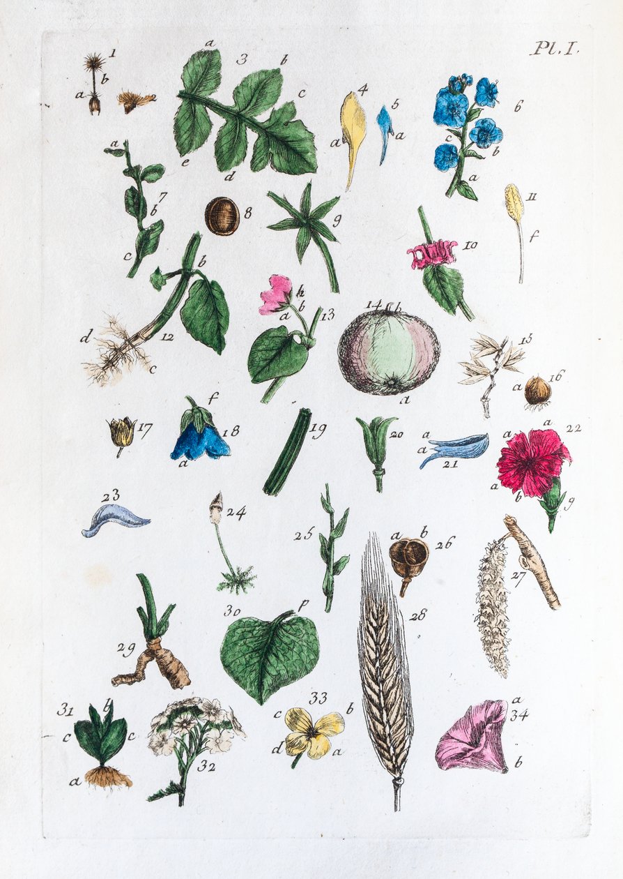Table élémentaire des figures et de leurs noms dans Flora Parisiensis - Unknown artist