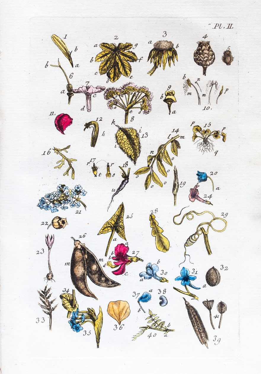Table élémentaire des figures et de leurs noms dans Flora Parisiensis - Unknown artist