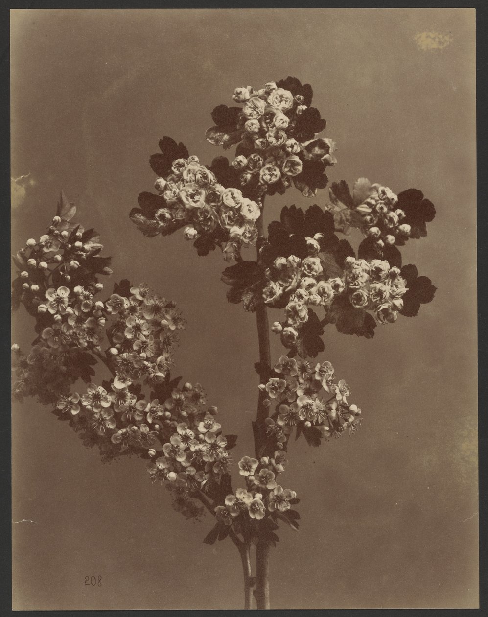 [Étude florale avec plusieurs bouquets de fleurs]. - Unknown artist