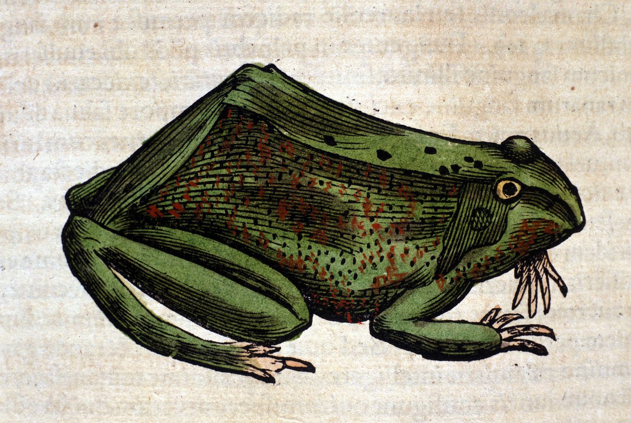 Grenouille de l