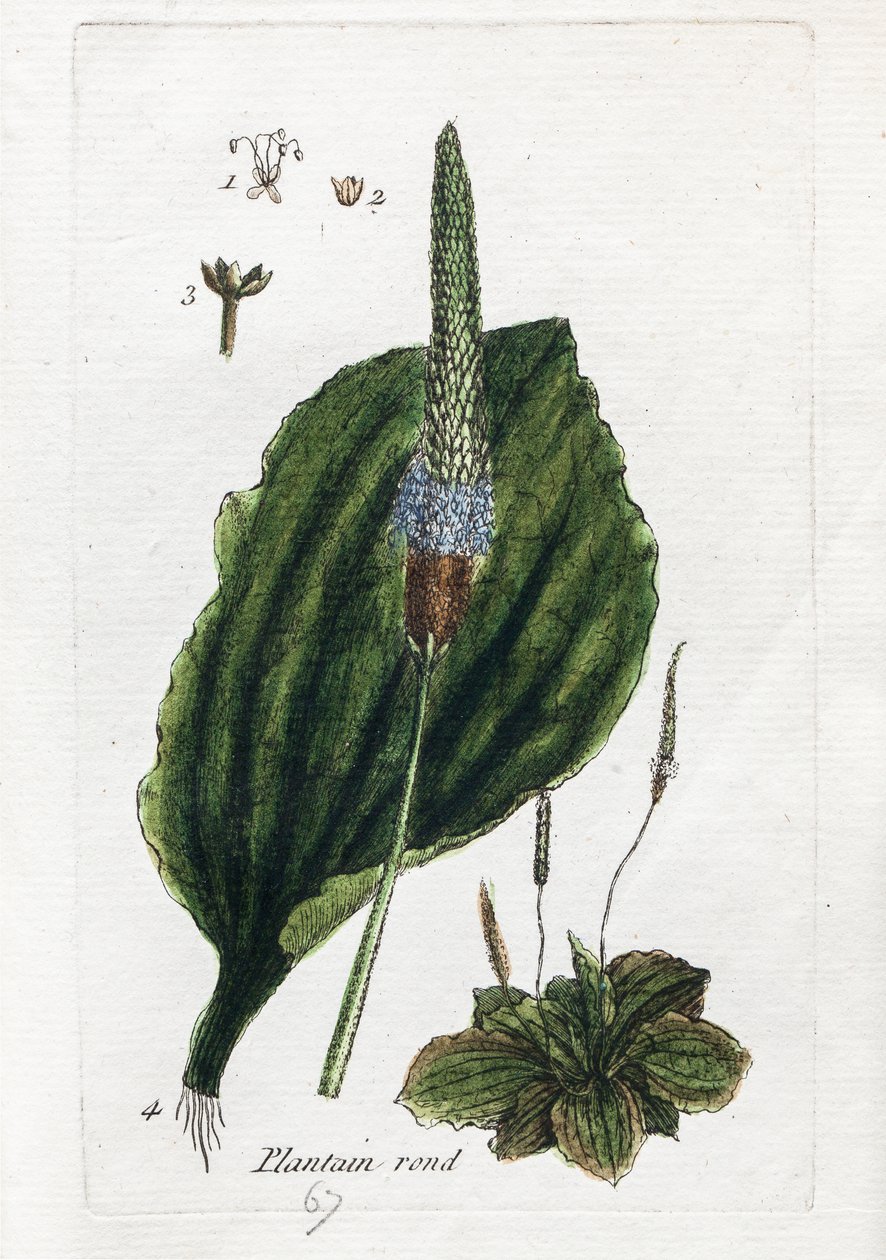 Grand plantain ou plantain majeur - Unknown artist