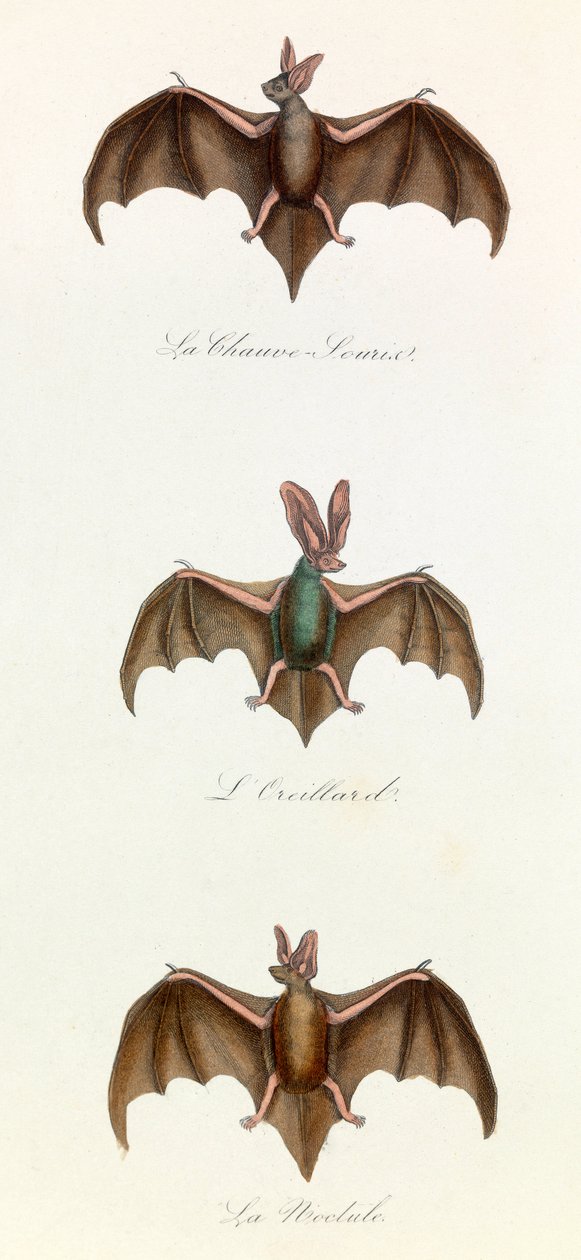 Illustration tirée du livre "Les Œuvres complètes de Buffon" : Les Quadrupèdes : Chauve-souris souris (gravure) - Unknown artist