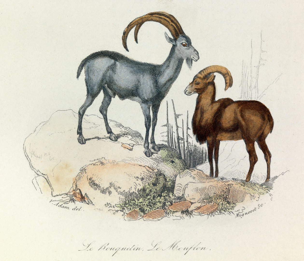 Illustration tirée du livre "Les Œuvres complètes de Buffon" : Les Quadrupèdes : Le bouquetin et le mouflon (gravure) - Unknown artist