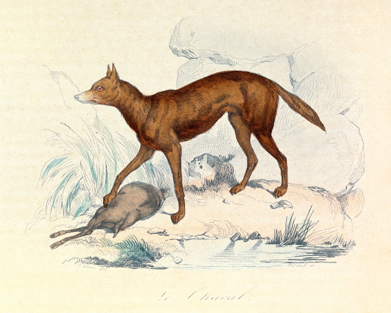 Illustration tirée du livre "Les Œuvres complètes de Buffon" : Les Quadrupèdes : Le chacal (gravure) - Unknown artist