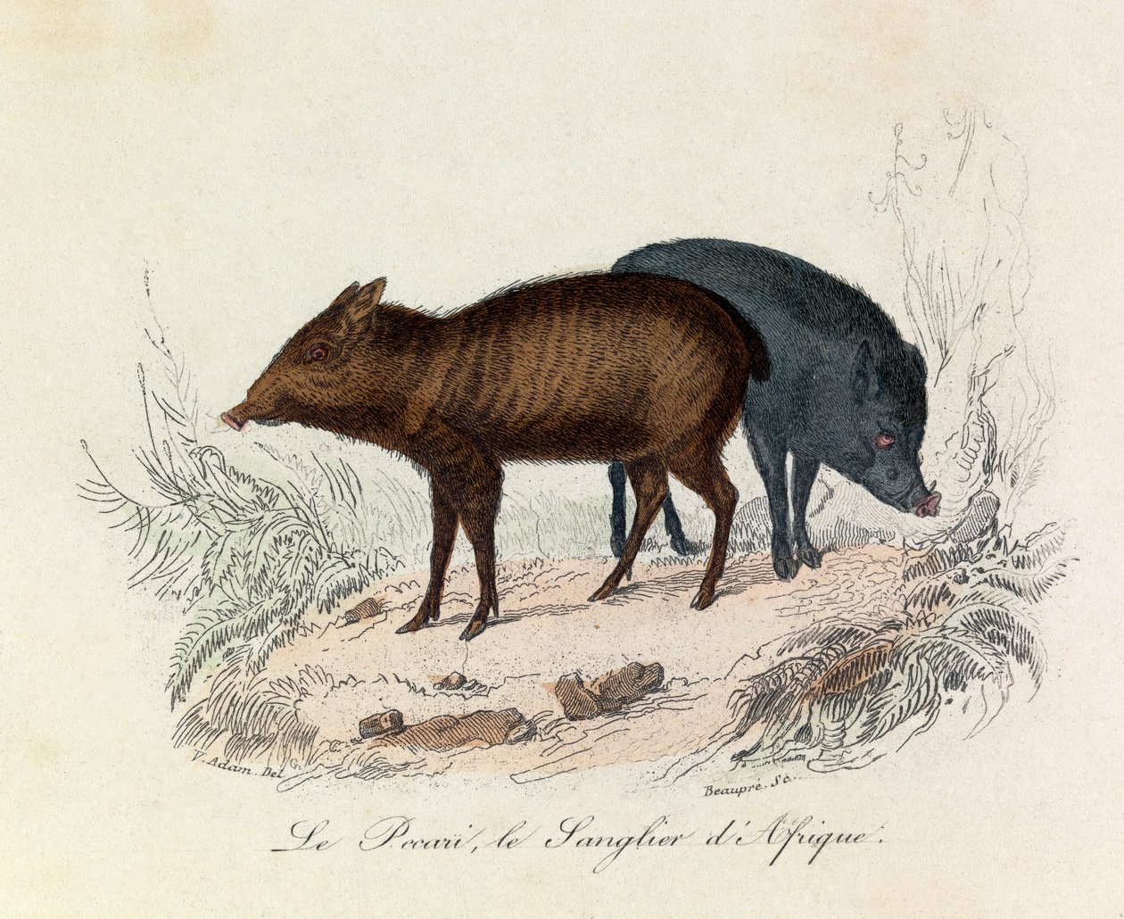 Illustration tirée du livre "Les Œuvres complètes de Buffon" : Les Quadrupèdes : Le pecari et le sanglier d
