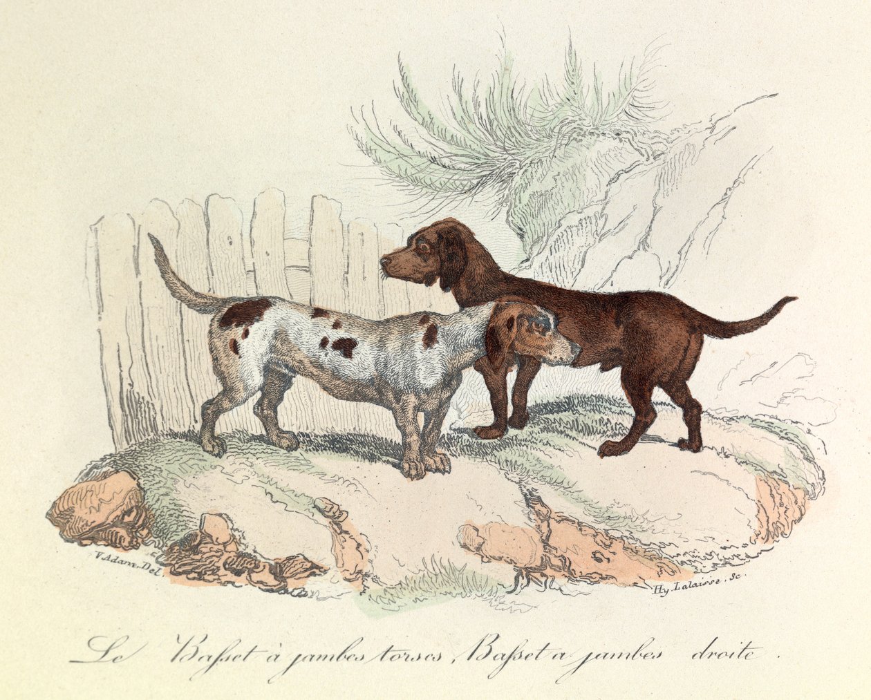 Illustration tirée du livre "Les Œuvres complètes de Buffon" : Les animaux : Le basset à jambes torses et le basset à jambes droites (gravure) - Unknown artist