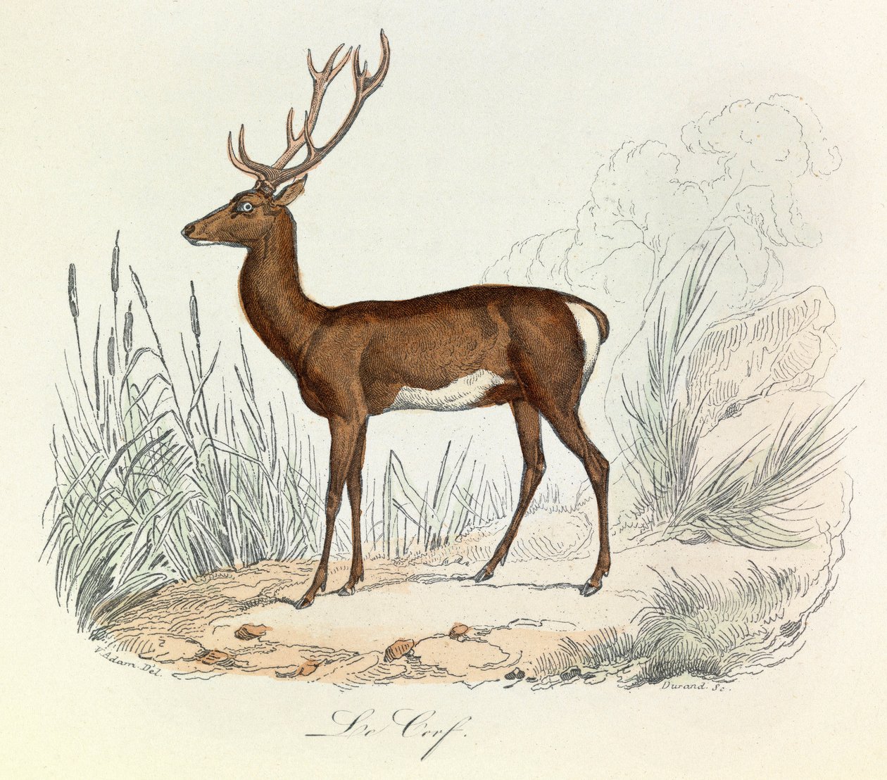 Illustration tirée du livre "Les Œuvres complètes de Buffon" : Les animaux : Le cerf (gravure) - Unknown artist