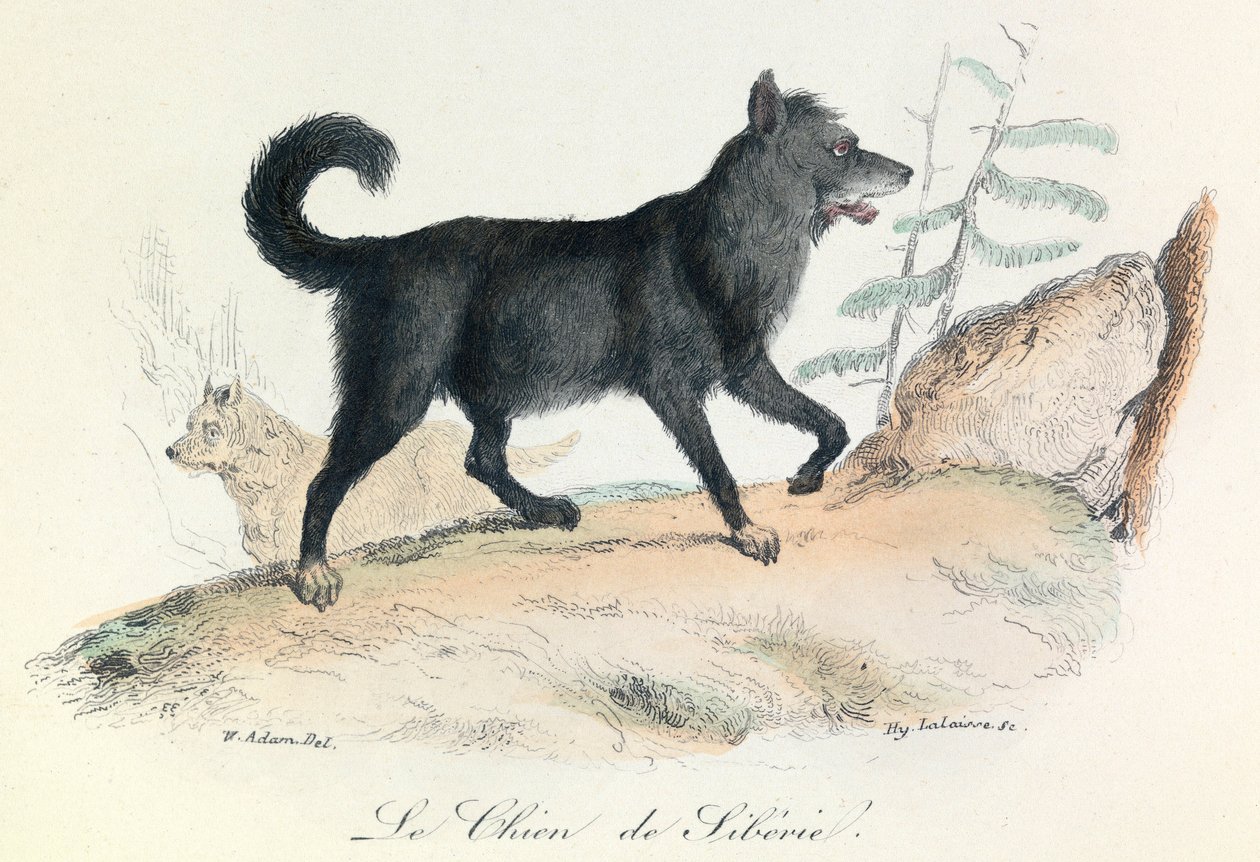 Illustration tirée du livre "Les Œuvres complètes de Buffon" : Les animaux : Le chien de Siberie (gravure) - Unknown artist