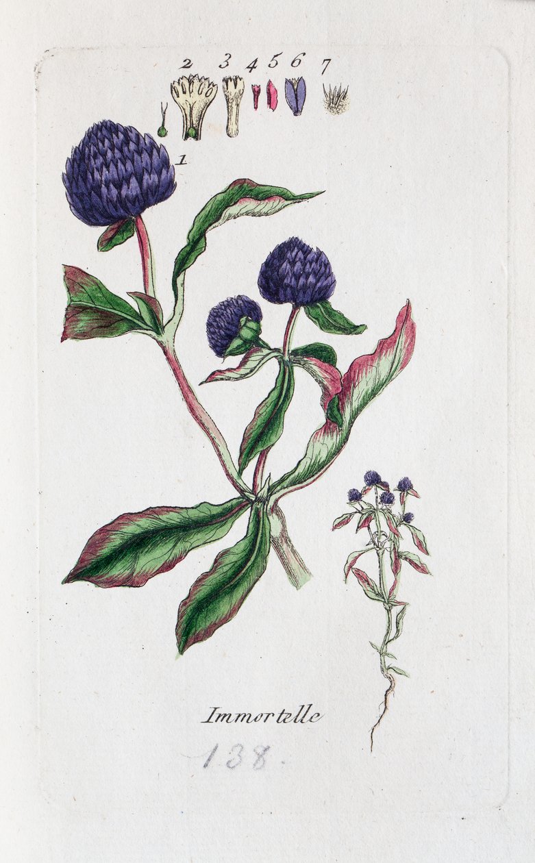 Immortelle (Amarantine, Gomphrena globose) - Unknown artist