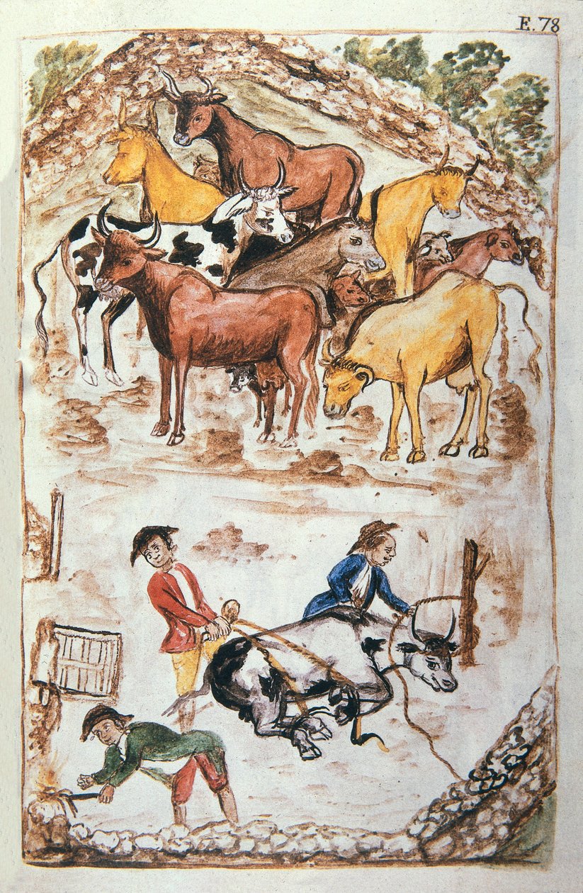 Gardiens indiens des vaches, du livre "Trujillo del Peru" ou "Códice Martínez Compañón", par Baltazar Martinez Compañón y Bujanda, évêque de Trujillo (1782-1785) - Unknown artist