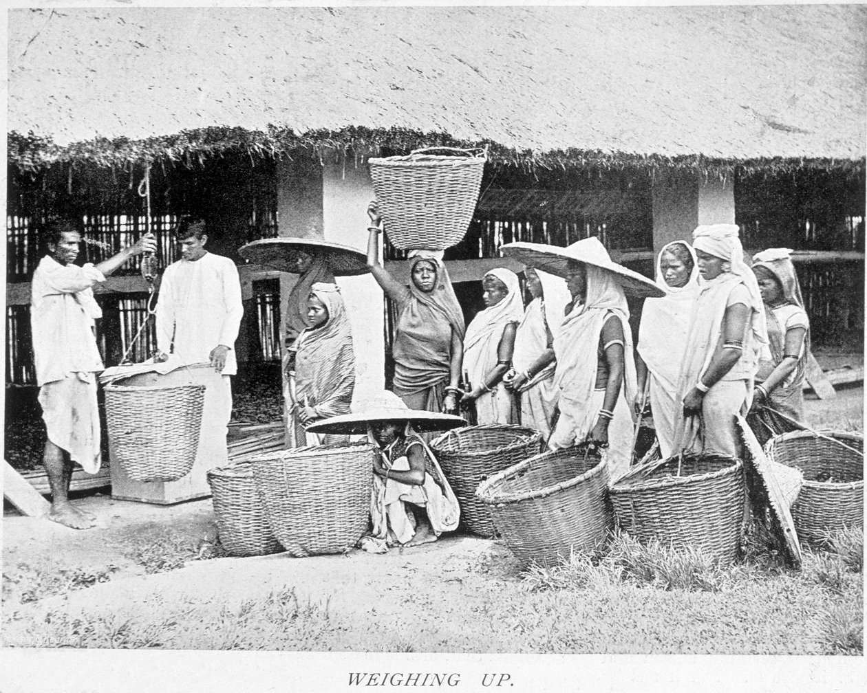 Récolte de thé en Inde : paysans indiens pesant le thé - Unknown artist